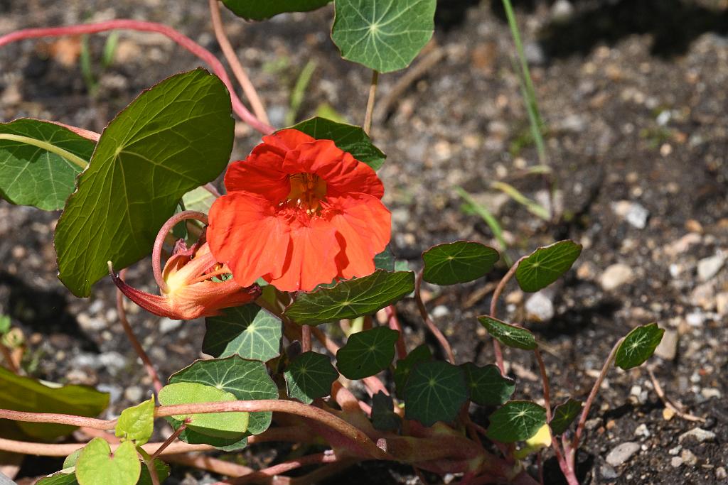 3035-05268656 Tower Hill Botanic Garden, MA.JPG - Garden Nasturtium. New England Botanic Garden at Tower Hill, MA, 5-26-2025